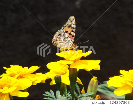 花の蜜を吸うヒメアカタテハ 花の蜜を吸うヒメアカタテハ 124297868