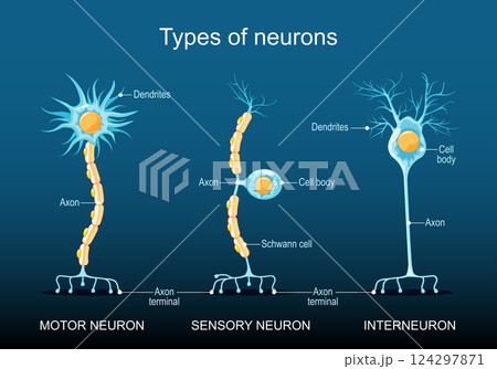 Different types of neurons. Neuron structure 124297871