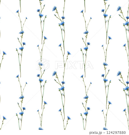 Wildflower, field plant with blue flowers and buds Cornflower or chicory Watercolor hand drawn illustration Botanical realistic clipart for greeting card, summer floral print Isolated white background 124297880
