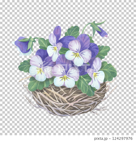 Watercolor purple pansies in a bird's nest. Spring time hand-painted illustration of viola flowers on a white background Watercolor purple pansies in a bird's nest. Spring time hand-painted illustration of viola flowers on a white background 124297976