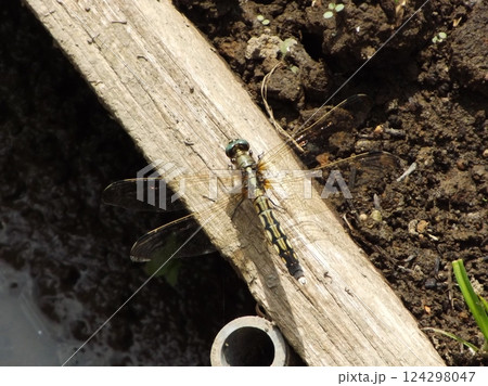 メスのシオカラトンボ 124298047