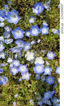 可憐な青い妖精、ネモフィラの花畑 124298097