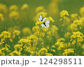 菜の花に止まる2羽のモンシロチョウ 124298511