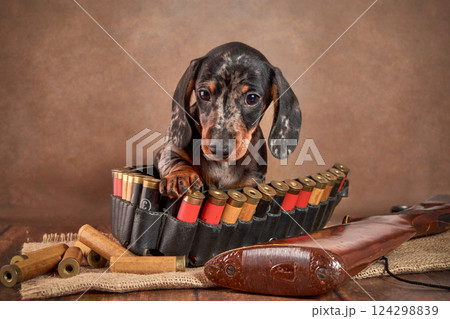 Portrait of cute little marble-colored dachshund puppy with bandolier and shotgun. The concept of hunting and hunting dogs Portrait of cute little marble-colored dachshund puppy with bandolier and shotgun. The concept of hunting and hunting dogs 124298839