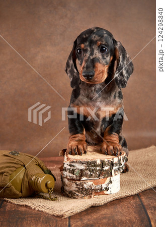 A small marble-colored dachshund puppy stands next to a flask of water and watches what is happening from wooden birches. Hunting dog concept 124298840