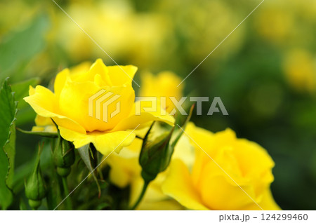 近所で見た 黄色のバラ 近所で見た 黄色のバラ 124299460