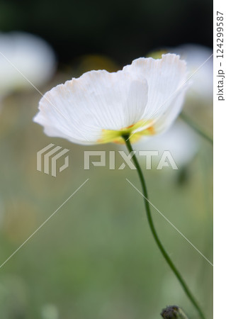 花畑に咲く、白いポピーの花 花畑に咲く、白いポピーの花 124299587