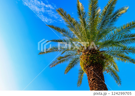 静岡県　下田市　外浦海水浴場のヤシ 124299705