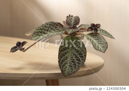 An Episcia cupreata or Flame Violet thrives in a glass bottle. 124300304