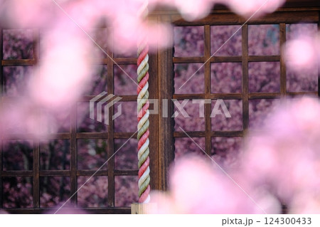 格子ガラスに映る早春の桜のイメージ素材 格子ガラスに映る早春の桜のイメージ素材 124300433