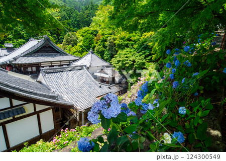 紫陽花に囲まれた楊谷寺の伽藍 124300549