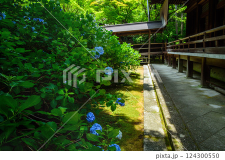 紫陽花に囲まれた楊谷寺の奥の院 紫陽花に囲まれた楊谷寺の奥の院 124300550