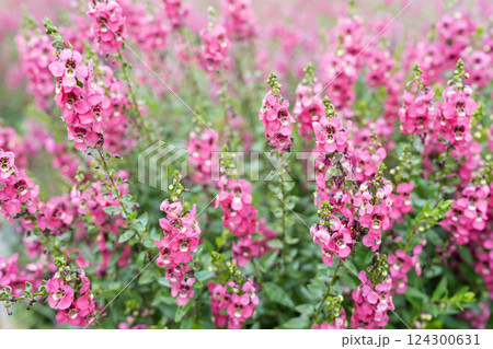 Beautiful pink Salvia nemorosa flowers in full bloom growing in the garden Beautiful pink Salvia nemorosa flowers in full bloom growing in the garden 124300631
