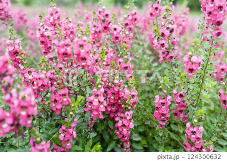 Beautiful pink Salvia nemorosa flowers in full bloom growing in the garden Beautiful pink Salvia nemorosa flowers in full bloom growing in the garden 124300632