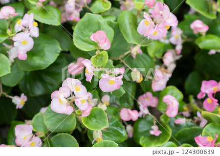 Pink Begonia flower, Begonia semperflorens. 124300639