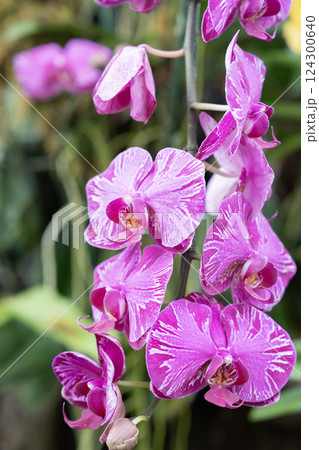 Beautiful Phalaenopsis orchids with beautiful flowers. Beautiful Phalaenopsis orchids with beautiful flowers. 124300640