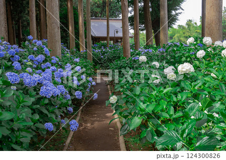 日蓮宗本山 正東山日本寺のあじさい遊歩道の紫陽花 124300826