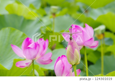 蓮の花とウチワヤンマ 124301019