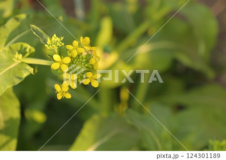 春に咲く黄色い草花菜の花 春に咲く黄色い草花菜の花 124301189