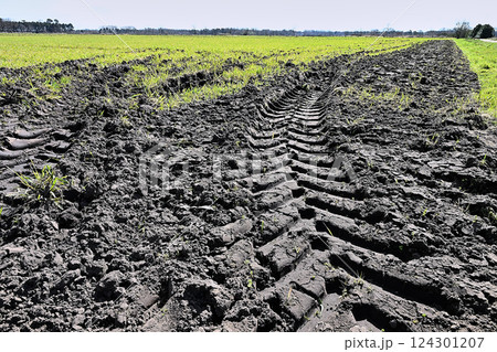 truck tire track in the mud of a cultivated field truck tire track in the mud of a cultivated field 124301207