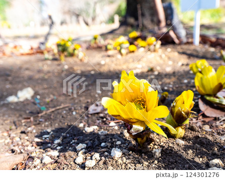 春の訪れを告げる可憐で美しい福寿草 124301276