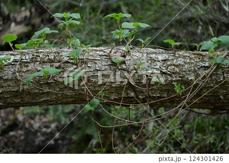 春、倒木に絡みつき植物たち 春、倒木に絡みつき植物たち 124301426