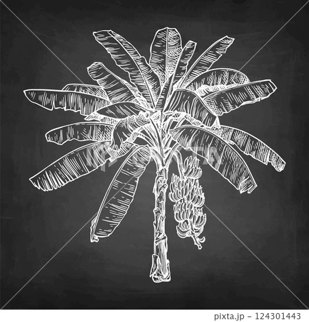 Banana tree chalk sketch. 124301443