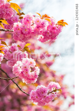 lush pink sakura blossom background. sunny weather in spring. hanami season in ukraine. delicate bud on the twig 124301468