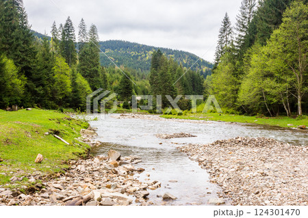 landscape with mountain river in spring. picturesque outdoor. cloudy weather. forest on the shore. beautiful scenery of synevyr national park amazing woodland 124301470
