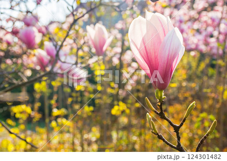 large pink flowers of magnolia soulangeana tree in full bloom. beautiful closeup background on a sunny day in spring 124301482