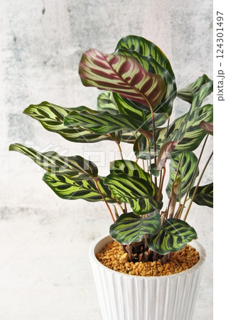 白鉢カラテア 124301497