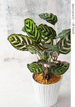 白鉢マコヤナ 124301498