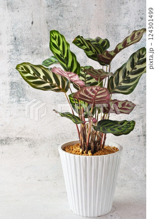 白鉢カラテアマコヤナ 124301499