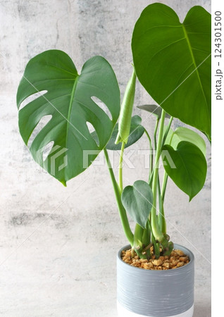 グリーンモンステラ 124301500