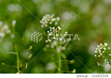 ぺんぺん草 ぺんぺん草 124301504