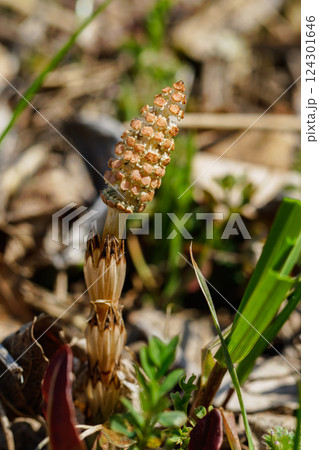 春を告げるツクシ02 124301646