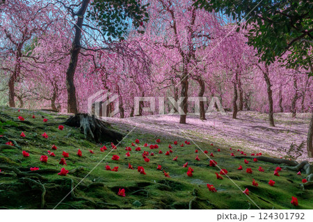 しだれ梅と落ち椿　花びらの絨毯　京都　城南宮 124301792