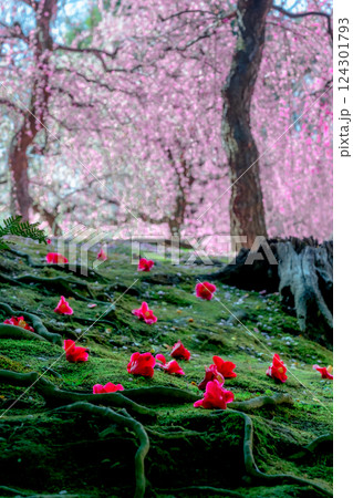 しだれ梅と落ち椿　花びらの絨毯　京都　城南宮 124301793