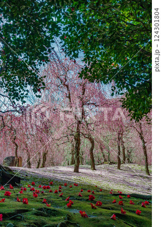 しだれ梅と落ち椿　花びらの絨毯　京都　城南宮 124301804