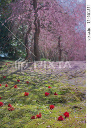 しだれ梅と落ち椿　花びらの絨毯　京都　城南宮 124301834