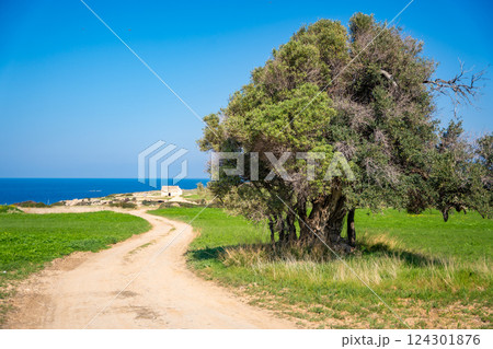 A road with an olive tree leads to ancient Orthodox church ruins near the sea in Northern Cyprus. The image captures history, faith, and the Mediterranean landscape. A road with an olive tree leads to ancient Orthodox church ruins near the sea in Northern Cyprus. The image captures history, faith, and the Mediterranean landscape. 124301876