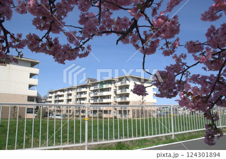 団地と桜 団地と桜 124301894