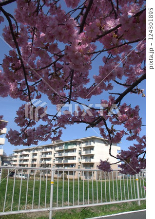 団地と桜 124301895