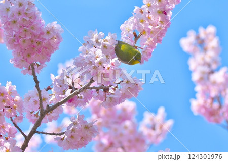 南足柄　春めき桜とメジロ 124301976