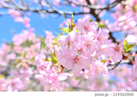 青空を背景に咲く河津桜 124302000
