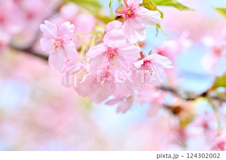 青空を背景に咲く河津桜 青空を背景に咲く河津桜 124302002