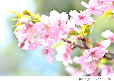青空を背景に咲く河津桜 青空を背景に咲く河津桜 124302010