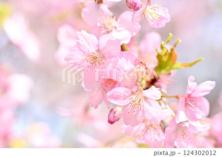青空を背景に咲く河津桜 124302012