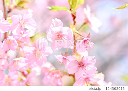 青空を背景に咲く河津桜 青空を背景に咲く河津桜 124302013