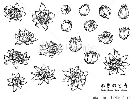 筆で描いたふきのとうのイラストセット 124302150